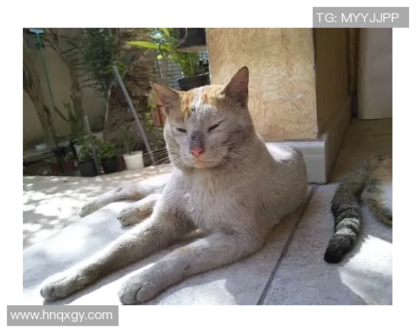 猫咪意外成足球明星引发热议网友纷纷点赞其超凡球技与可爱形象